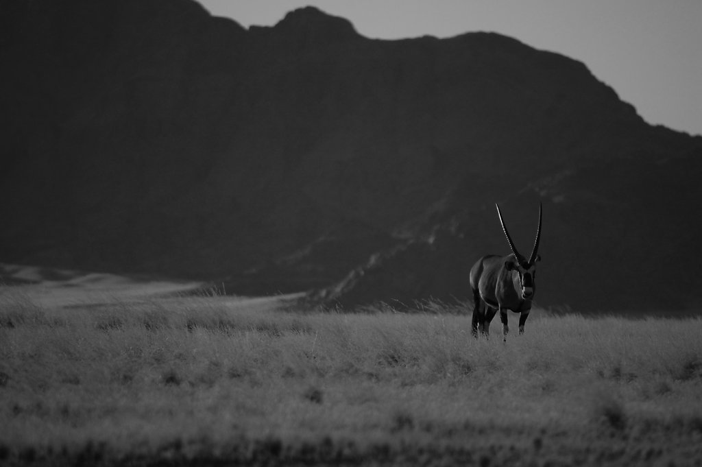 Oryx antelope at dawn