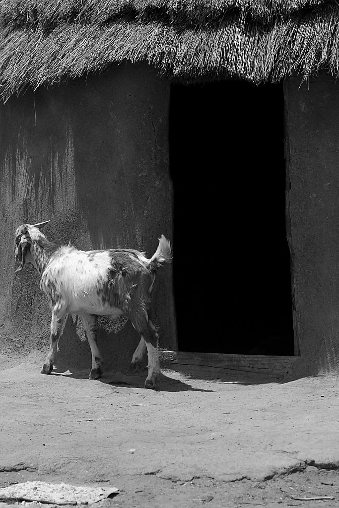 Goat in Himba village