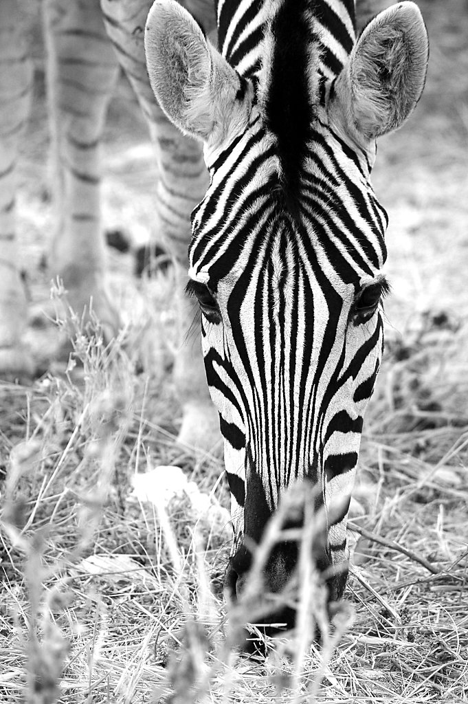 Zebra mugshot