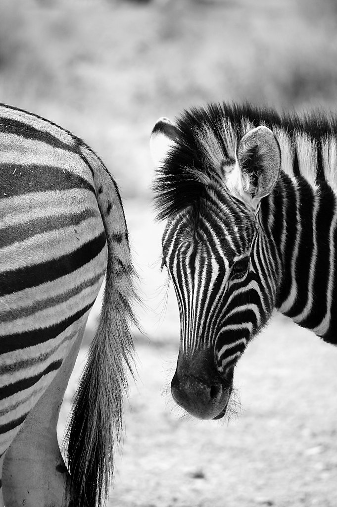 Baby zebra following