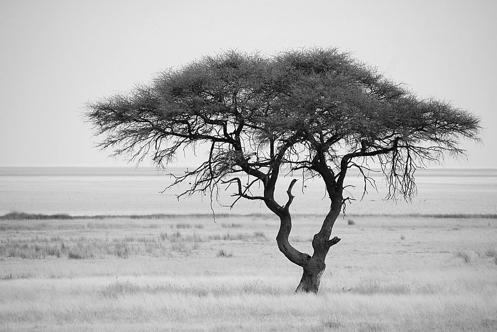 Camel thorn tree