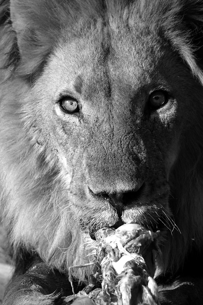 Hungry lion