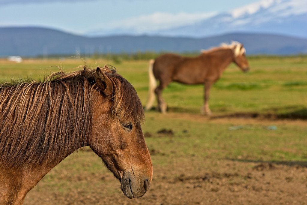 Icelandic horses #1